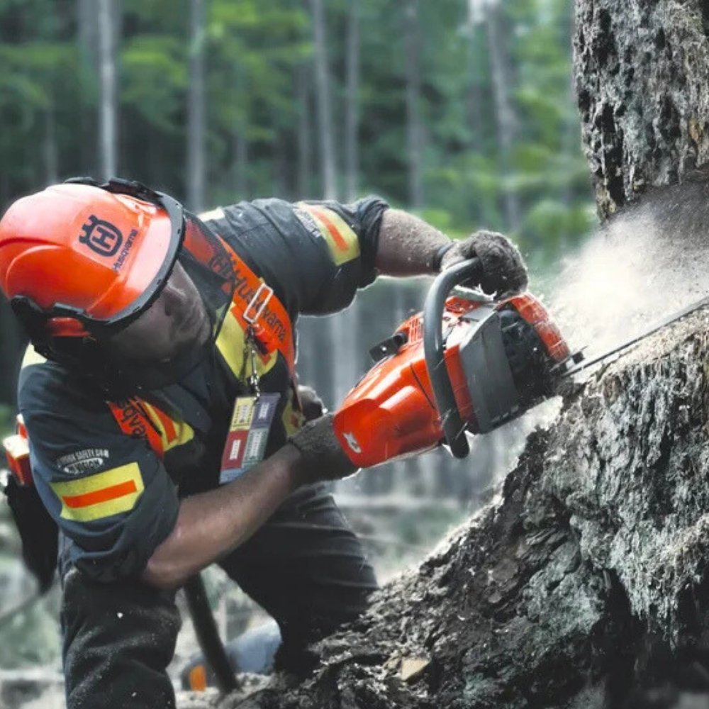 Husqvarna 572 Xp Benzinli Motorlu Testere agac keserken